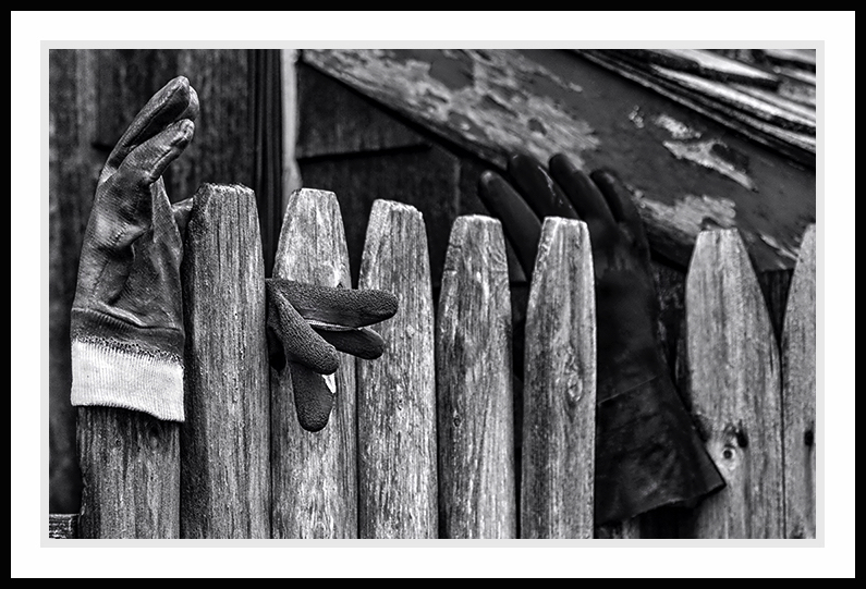 Gloves hanging on a wooden fence.